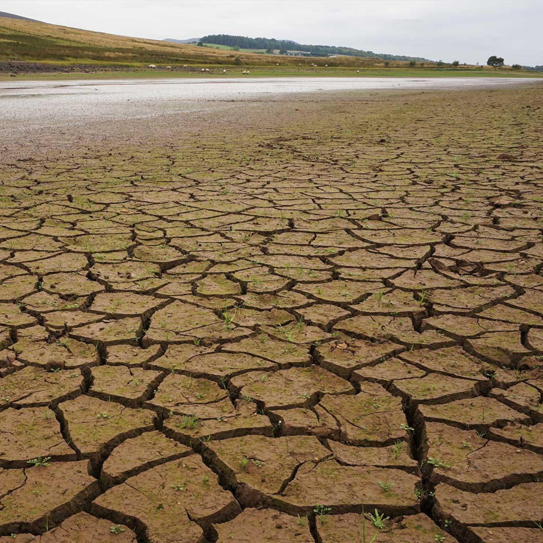 Dry and cracked riverbed