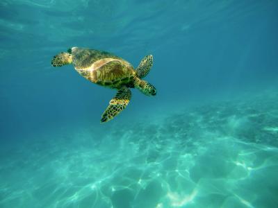 turtle crop