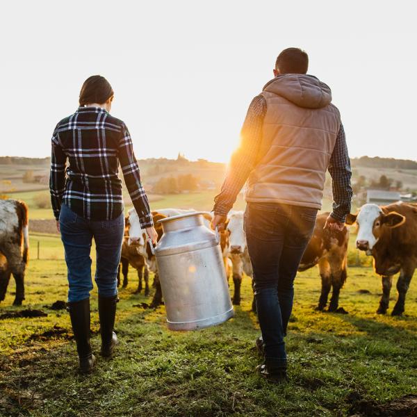 2 people holding a large metal tin surrounded by cattle