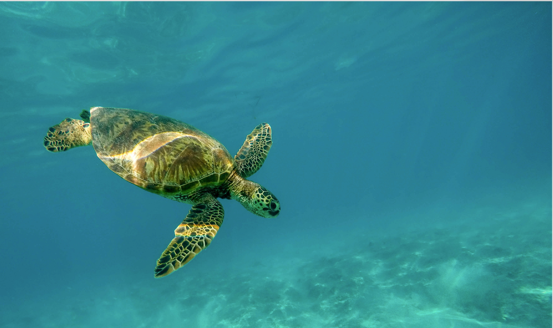 turtle