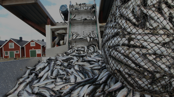 Sweden fish in net