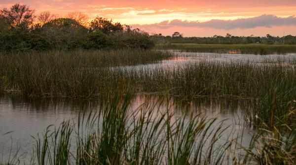 Wetland 